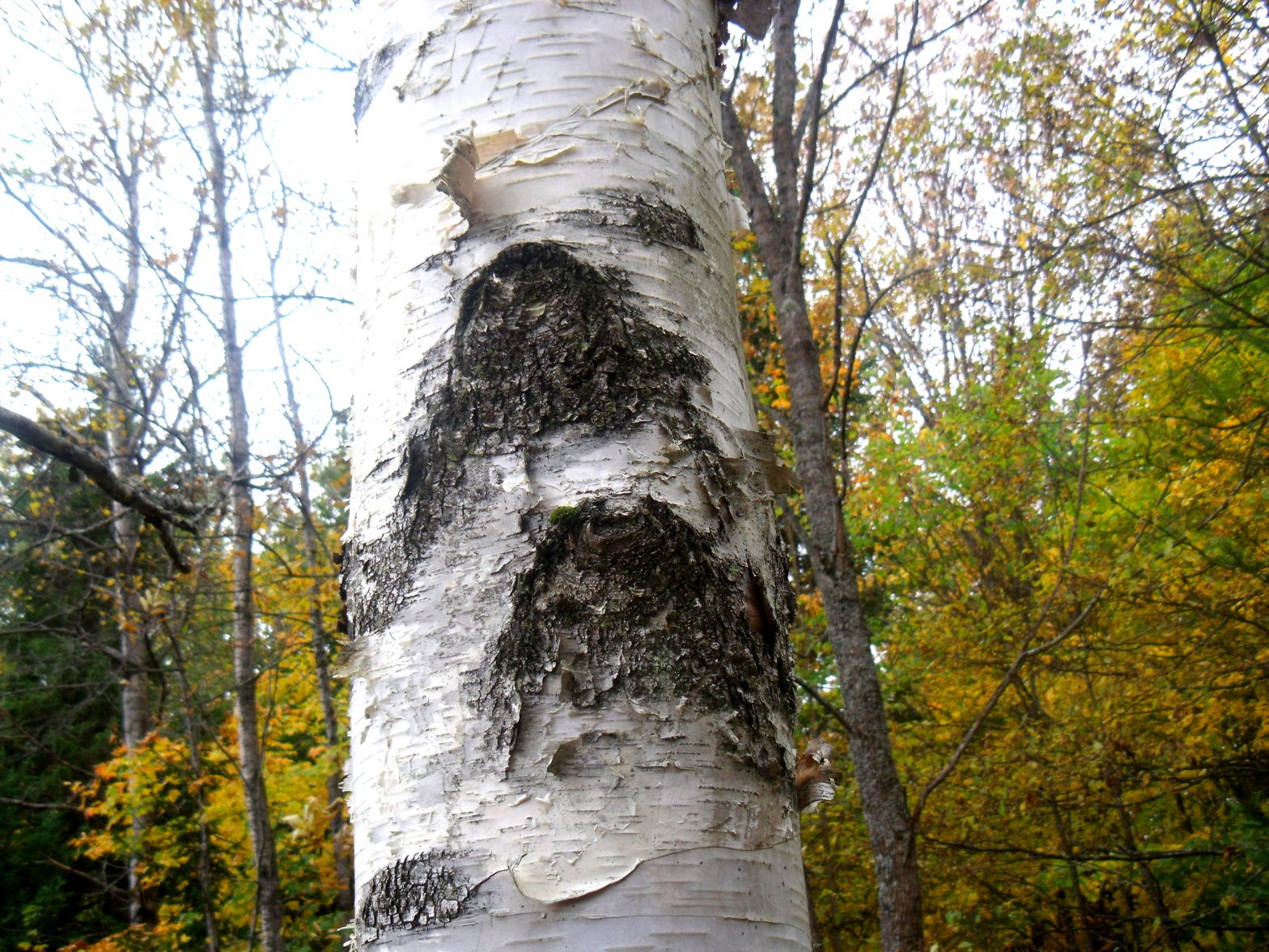 White Birch Betula Papyrifera Edible & Medicinal Uses of the