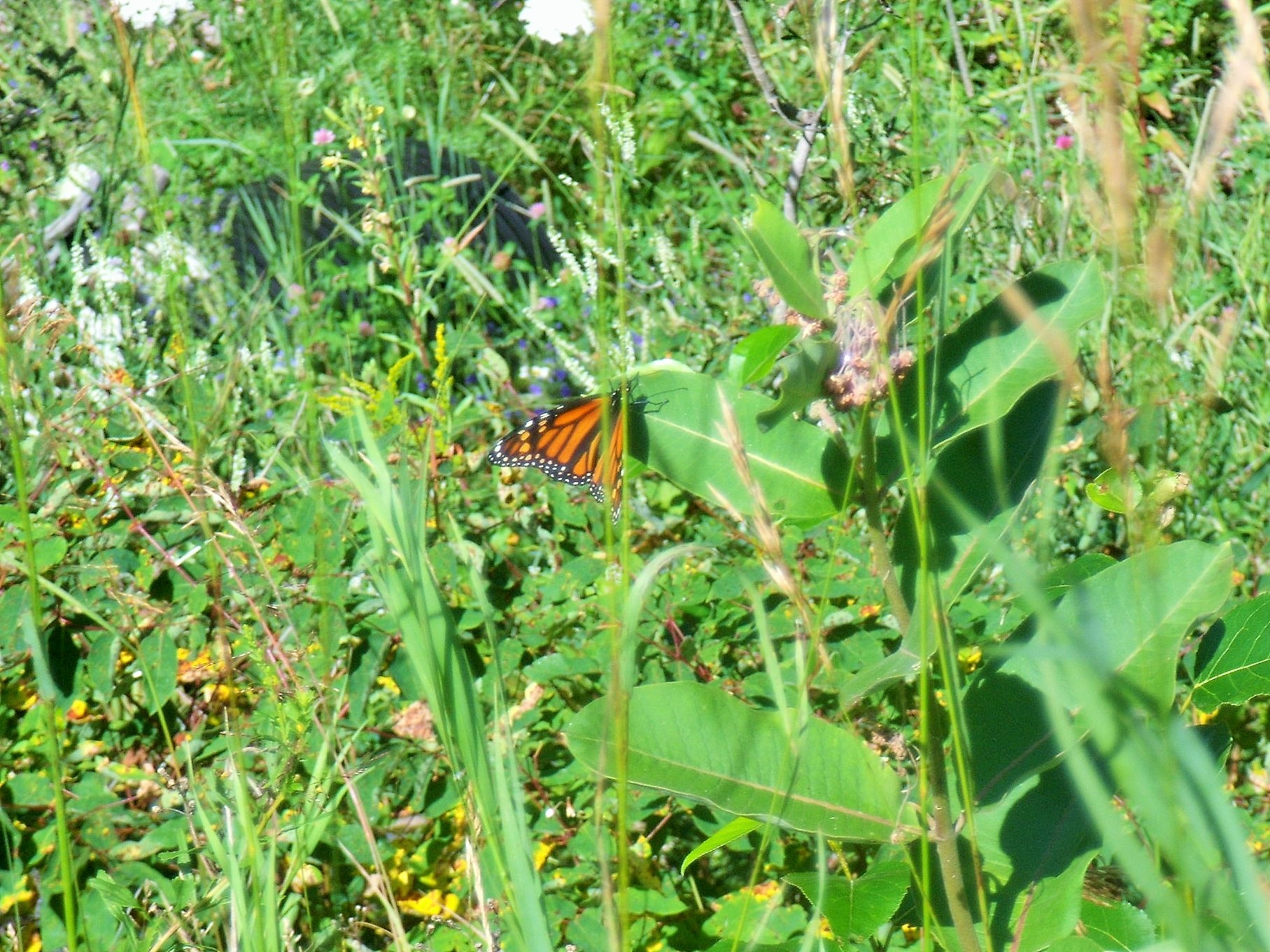 Common Milkweed Asclepias Syriaca Edible & Medicinal Uses of the