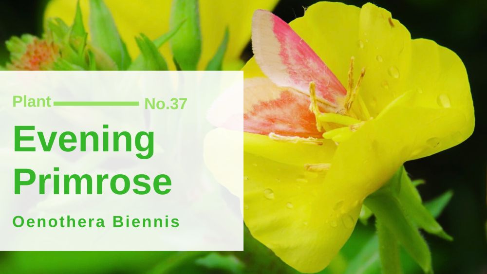 Evening Primrose – Oenothera Biennis