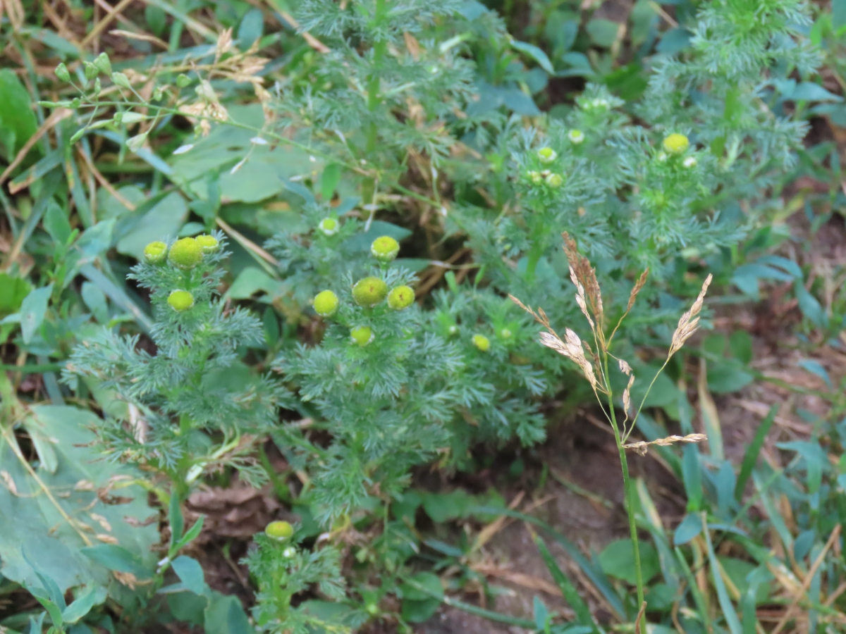 Pineappleweed Matricaria Discoidea Edible & Medicinal Uses of the