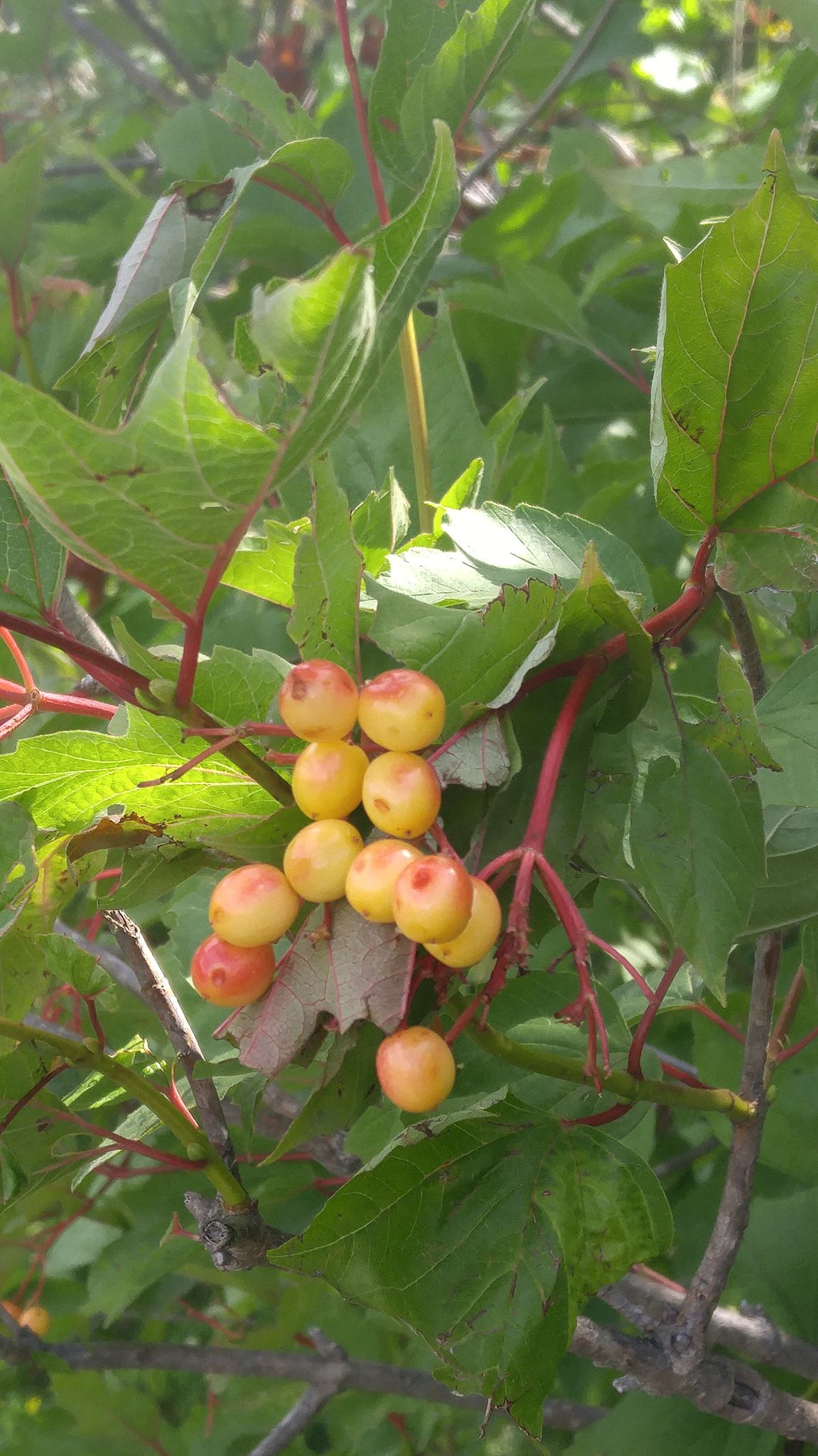 Highbush Cranberry Viburnum Trilobum Edible & Medicinal Uses of the