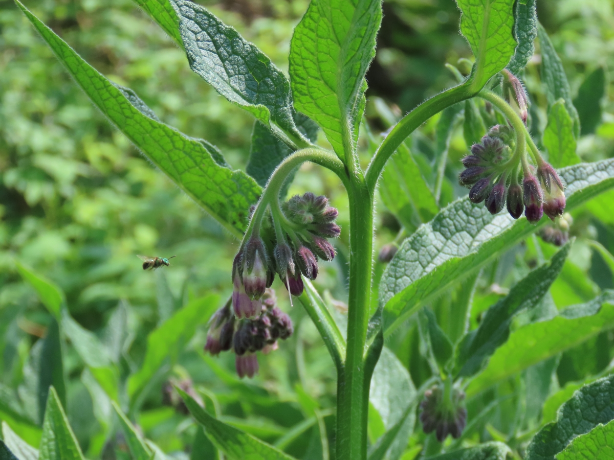 Common Comfrey Symphytum Officinale Edible & Medicinal Uses of the Healing Herb of Wild