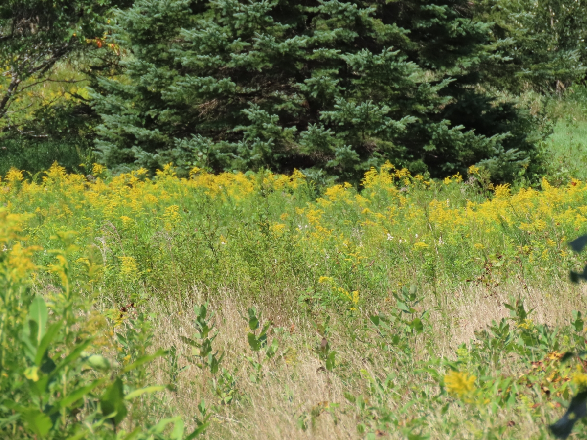 Goldenrod Solidago SPP. Edible & Medicinal Uses of the AllerBgone of