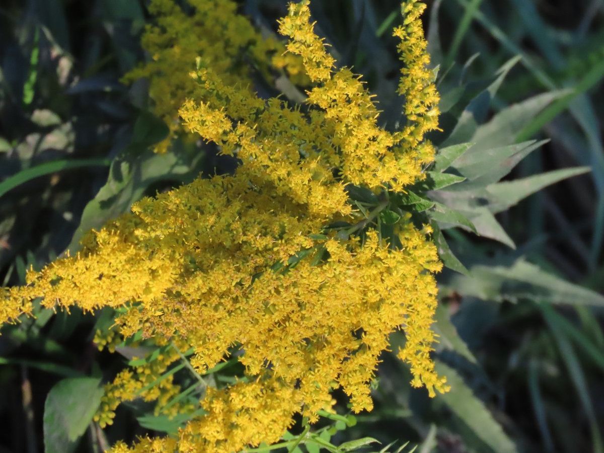 Goldenrod Solidago SPP. Edible & Medicinal Uses of the AllerBgone of