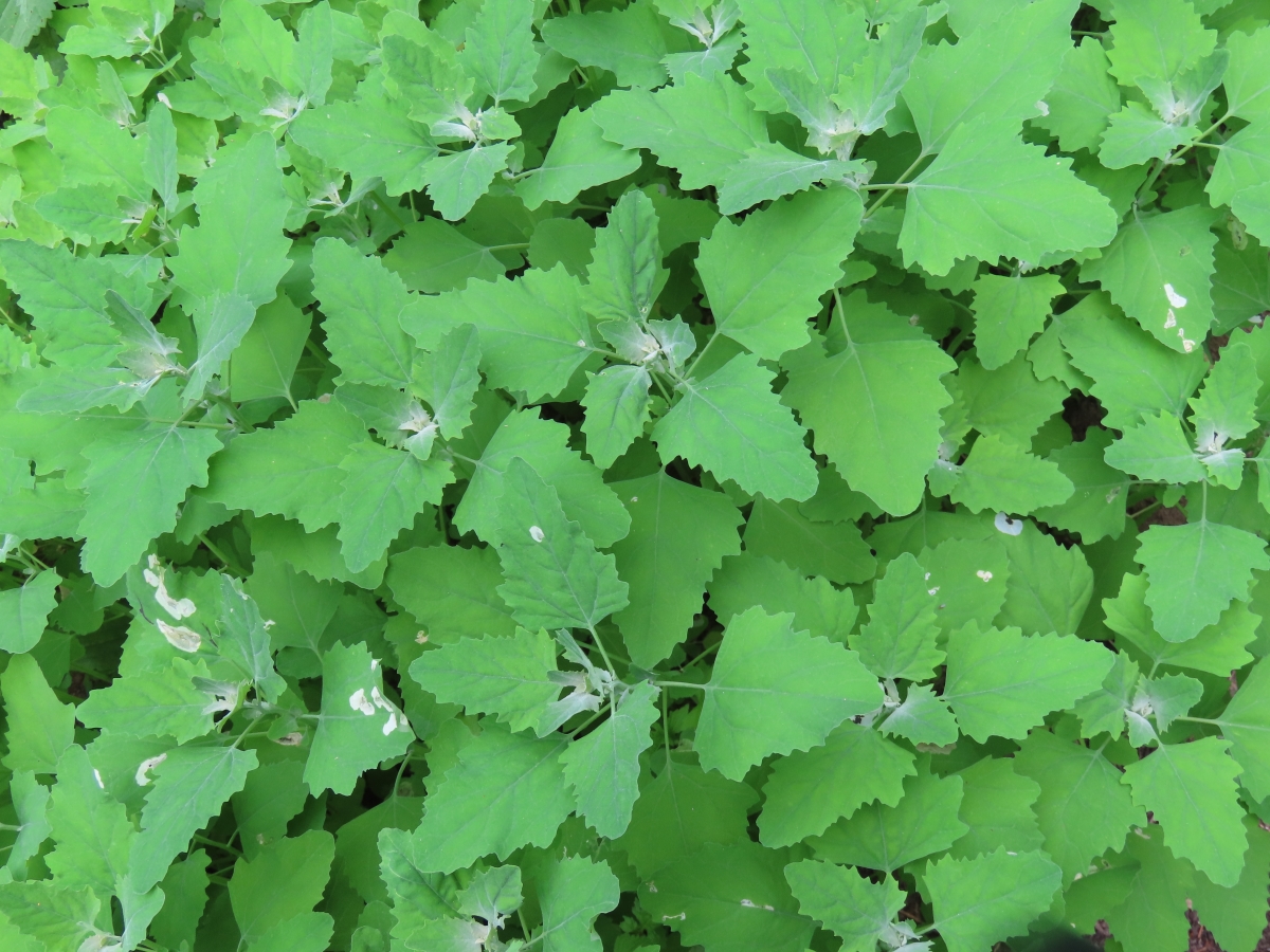 Lamb's Quarters Chenopodium Album Edible & Medicinal Uses of the