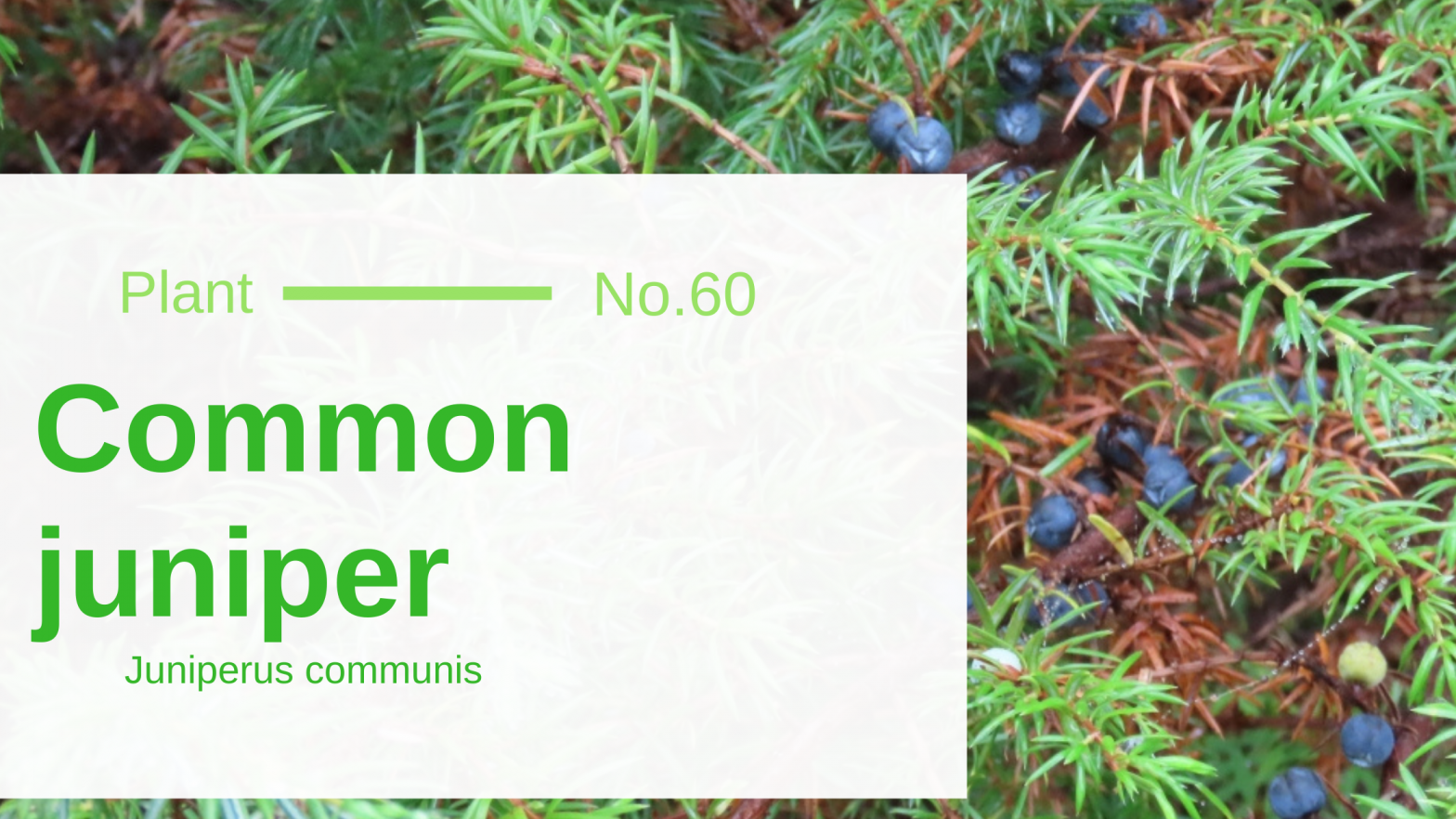Common Juniper Juniperus Communis Edible & Medicinal Uses of the