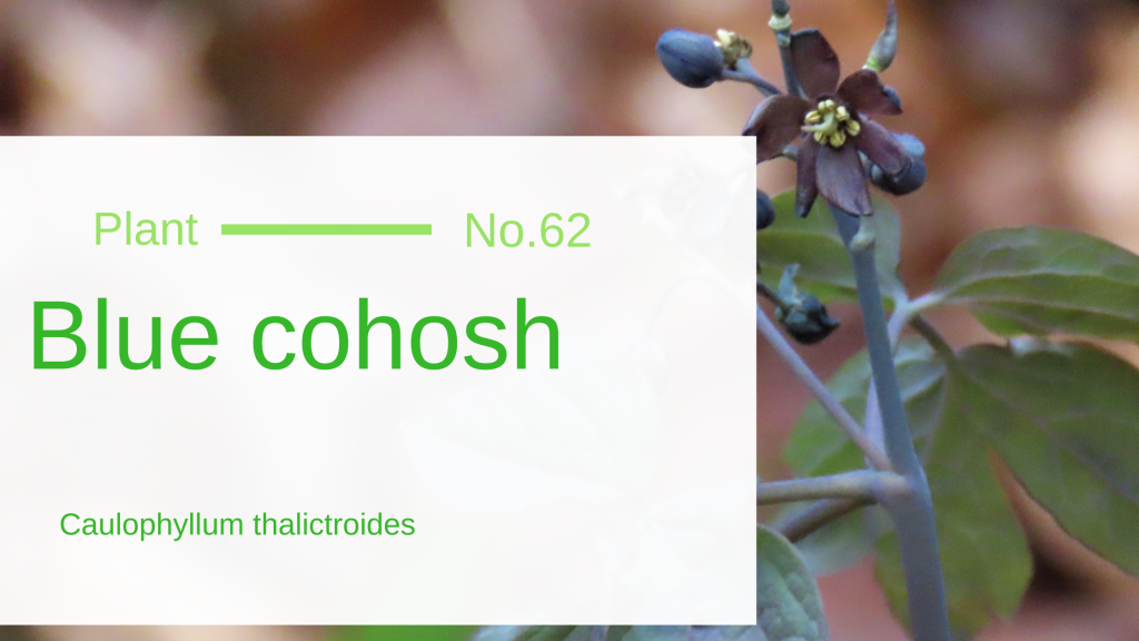 Blue Cohosh Caulophyllum Thalictroides Edible & Medicinal Uses of