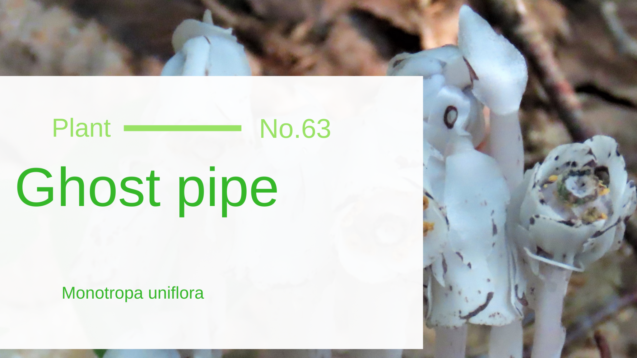 Ghost Pipe Monotropa Uniflora Edible & Medicinal Uses of That's Not