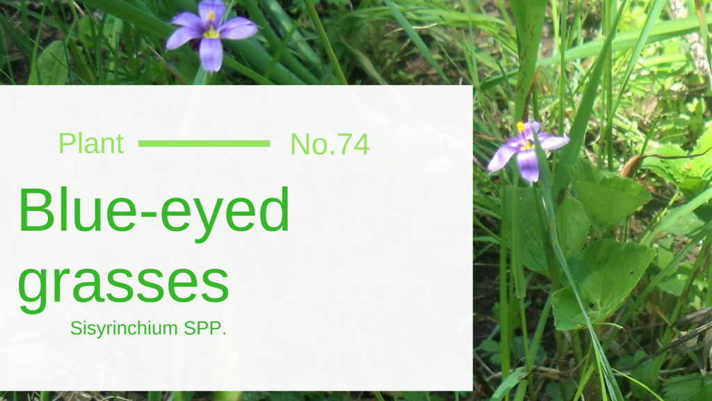 BlueEyed Grass Sisyrinchium Montanum Edible & Medicinal Uses of the