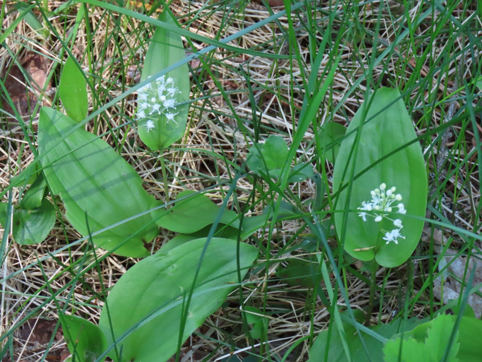 Wild LilyOfTheValley Maianthemum Canadense Edible & Medicinal