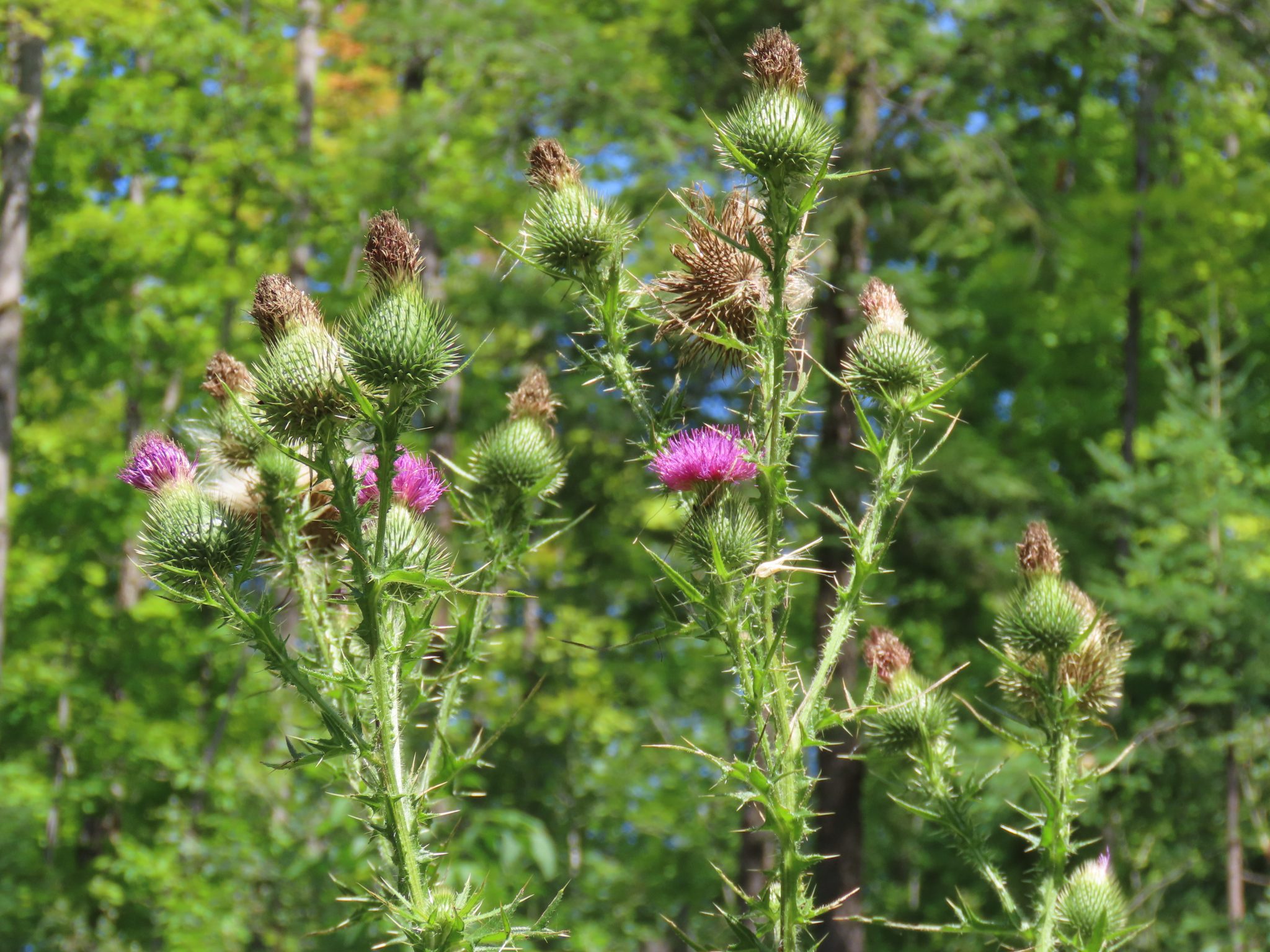 Bull Thistle Cirsium Vulgare Edible & Medicinal Uses of the