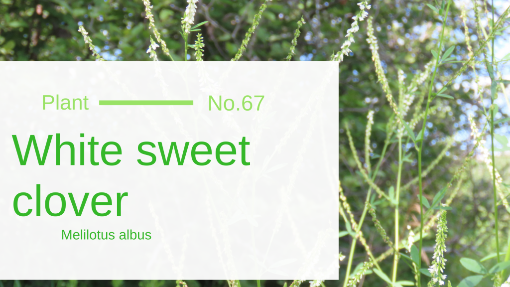 White Sweet Clover Melilotus Albus Edible & Medicinal Uses of the