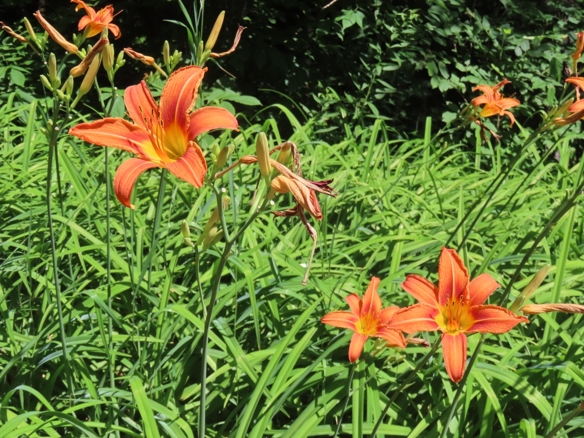 Orange DayLily Hemerocallis Fulva Edible & Medicinal Uses of the