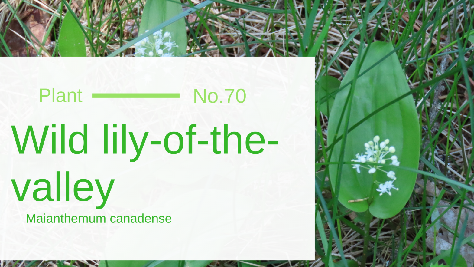 Wild LilyOfTheValley Maianthemum Canadense Edible & Medicinal