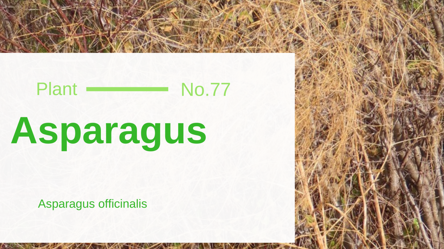 Asparagus Asparagus Officinalis Edible & Medicinal Uses of the