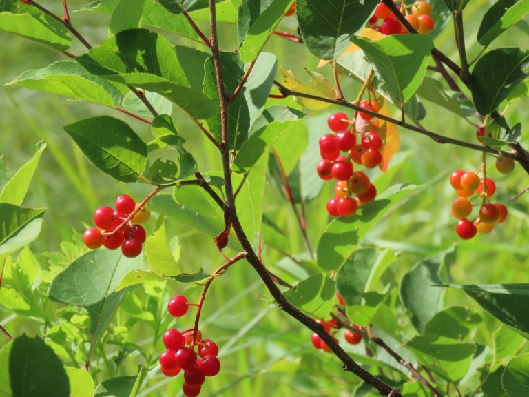 Chokecherry Prunus Virginiana Edible & Medicinal Uses of the Sour