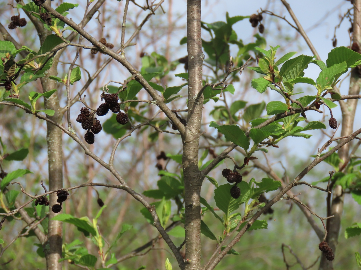 Alder Alnus SPP. Edible & Medicinal Uses of the Oaklike of Wild
