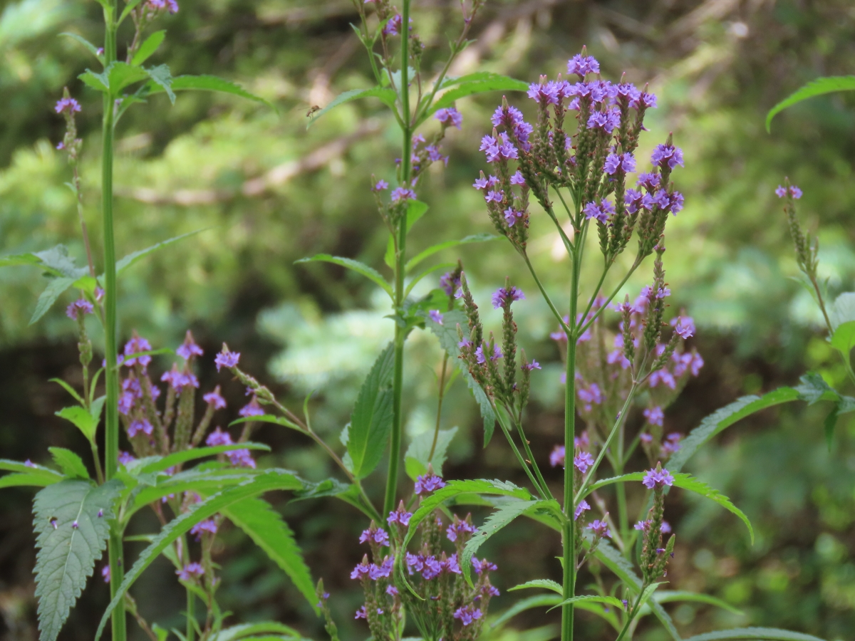Blue Vervain Verbena Hastata Edible & Medicinal Uses of the Tranq of