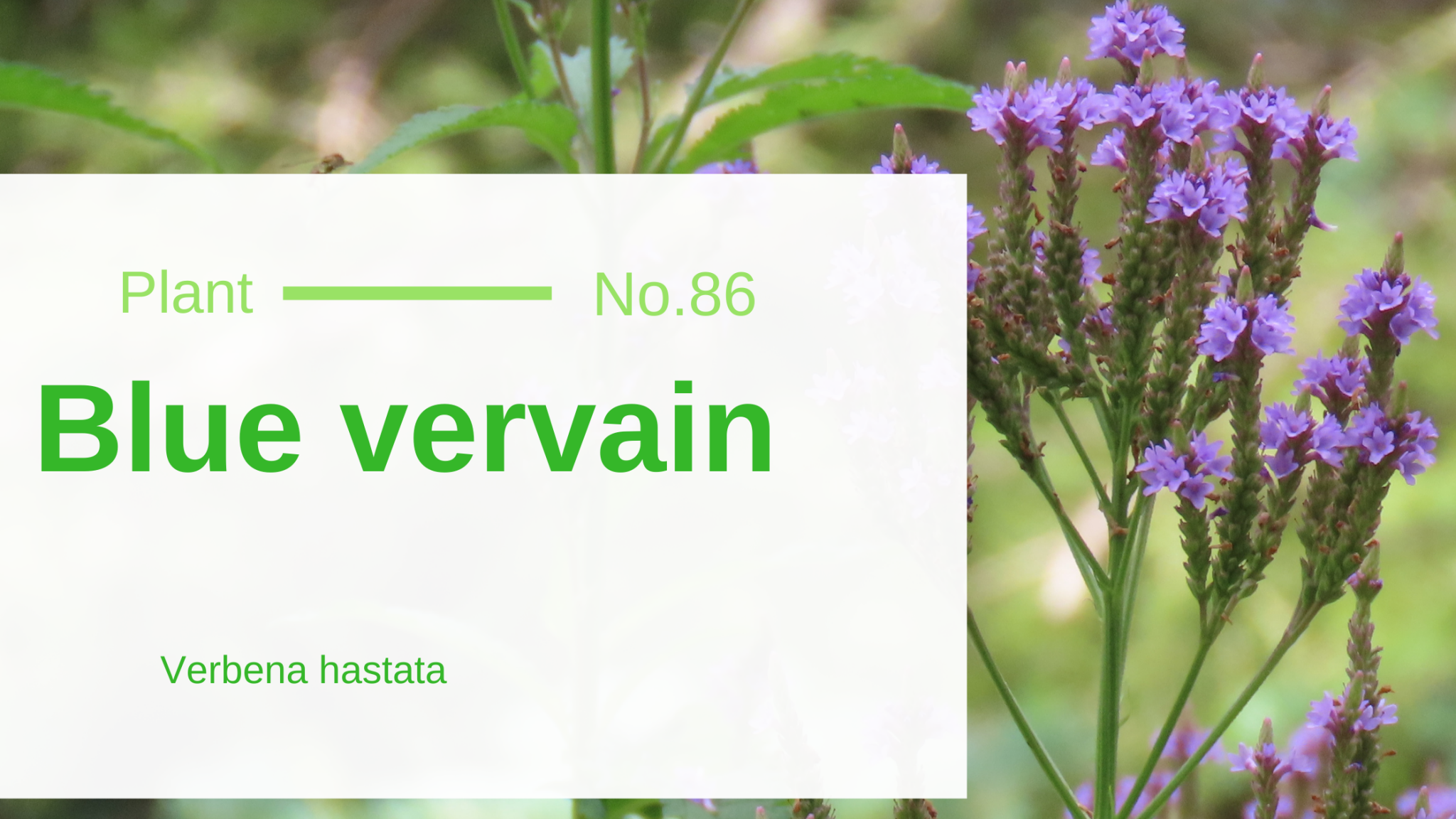 Blue Vervain Verbena Hastata Edible & Medicinal Uses of the Tranq of