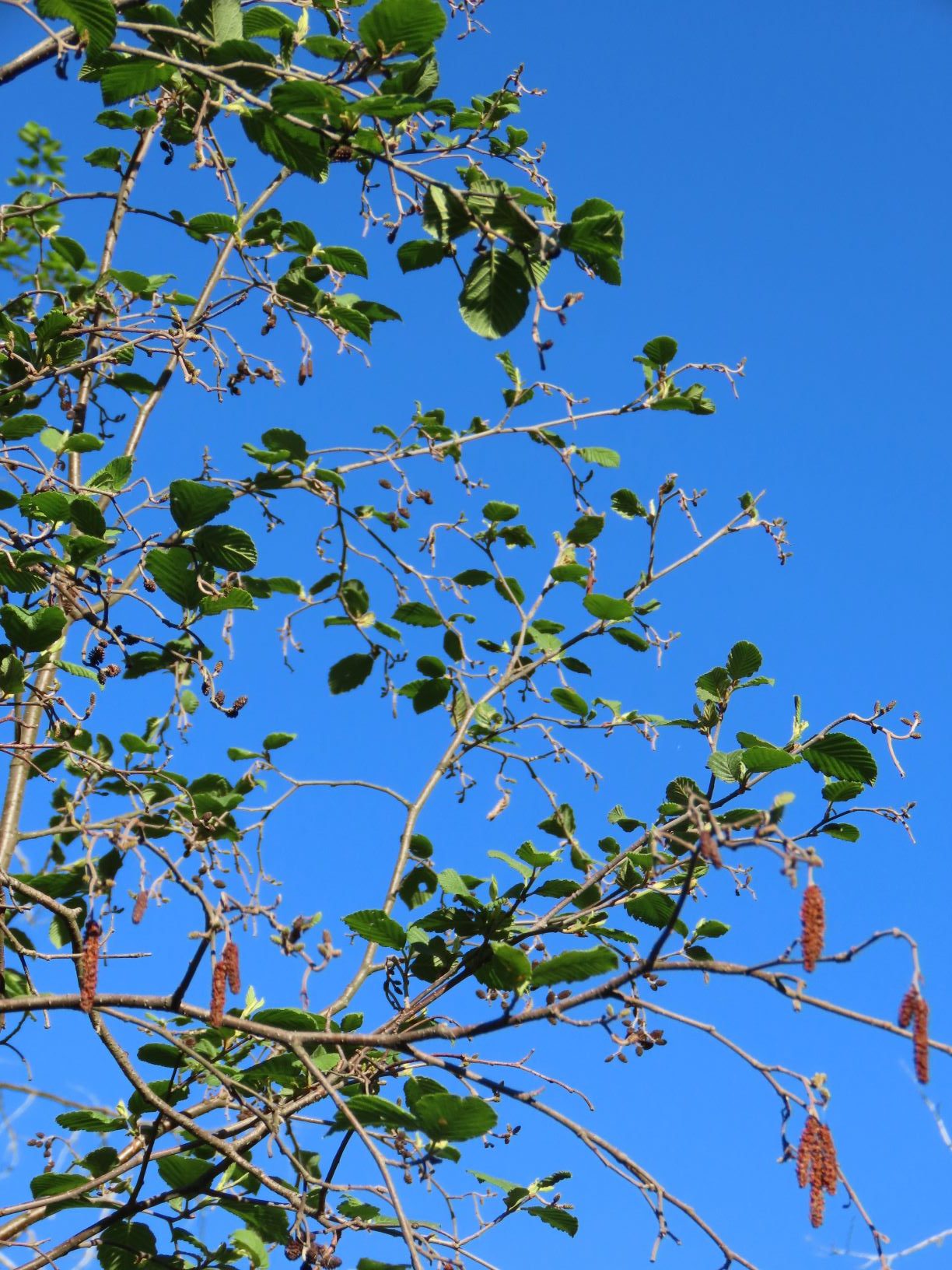 Alder Alnus SPP. Edible & Medicinal Uses of the Oaklike of Wild