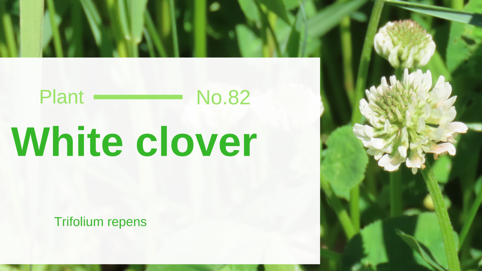 White Clover Trifolium Repens Edible & Medicinal Uses of the