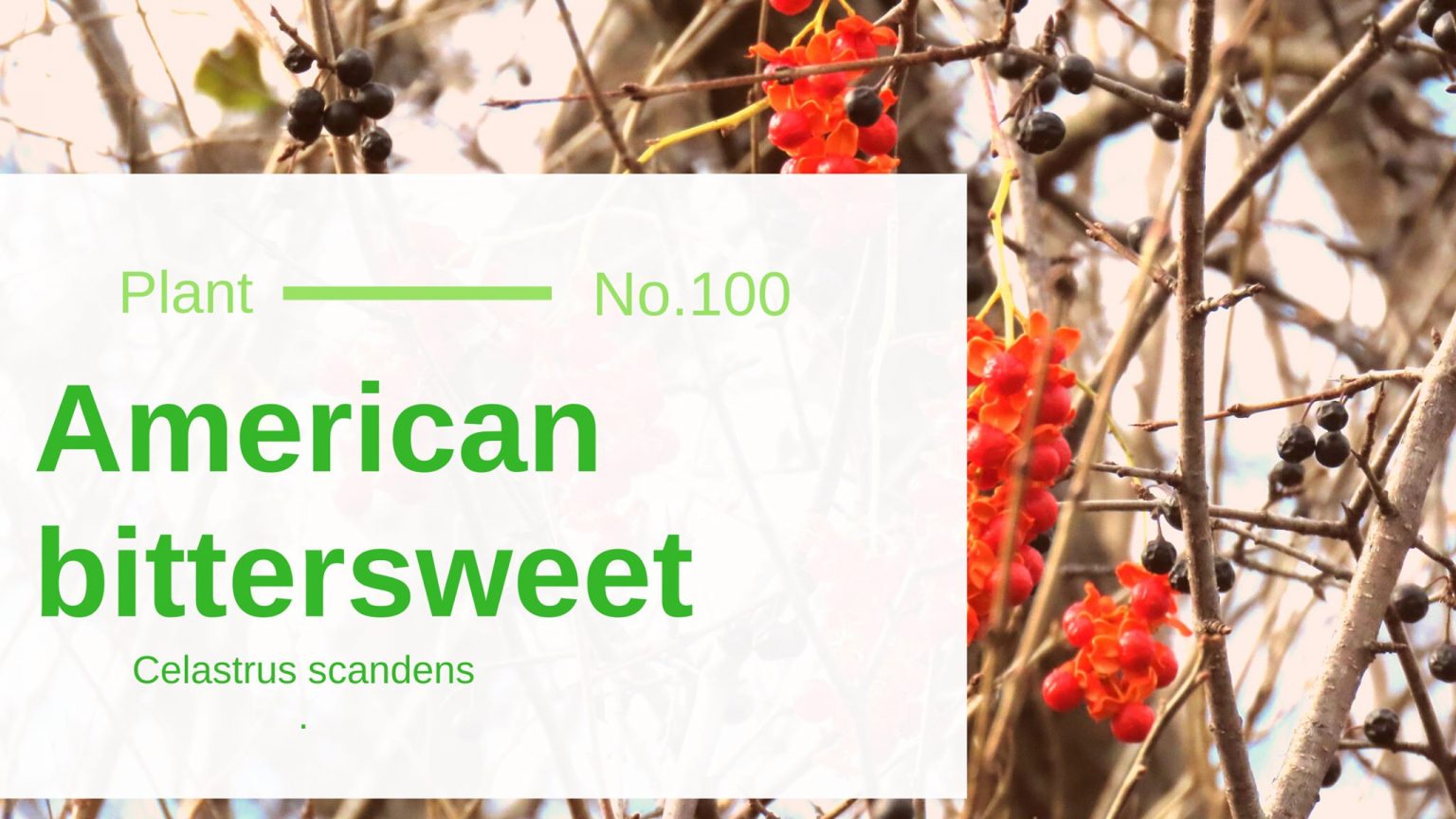 American Bittersweet Celastrus Scandens Edible & Medicinal Uses of