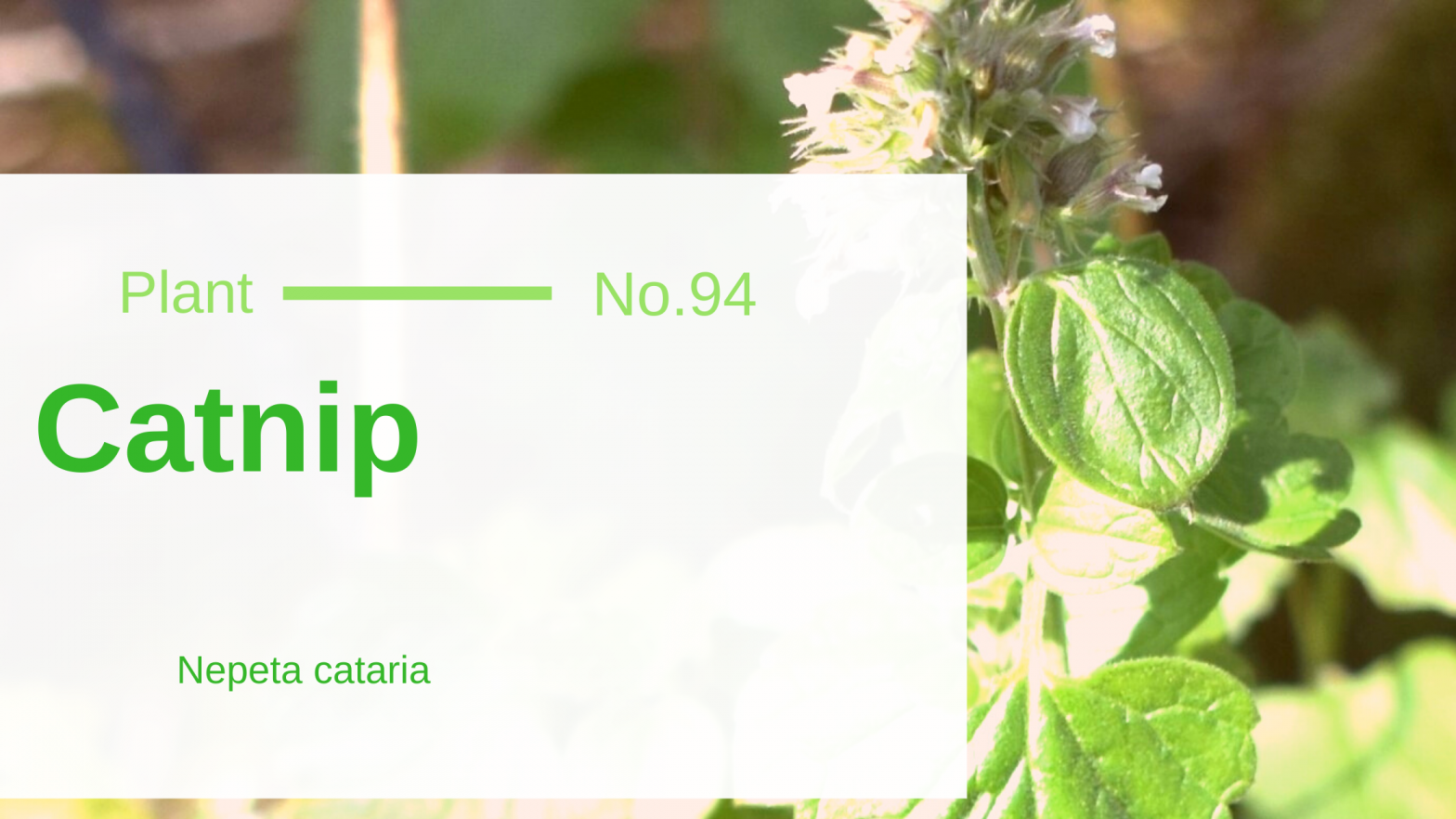 Catnip Nepeta Cataria Edible & Medicinal Uses of the Nightcap of