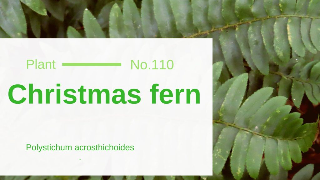 Christmas Fern Polystichum Acrosthichoides Edible & Medicinal Uses