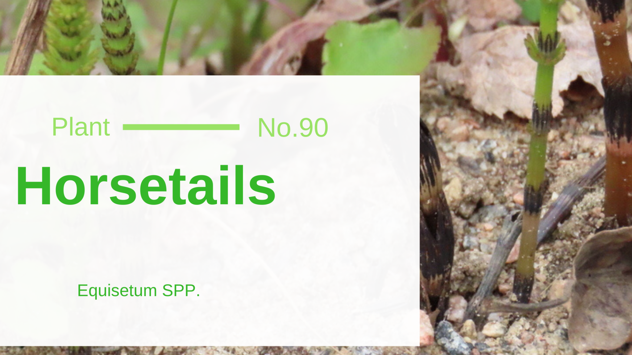 Horsetails Equisetum SPP. Edible & Medicinal Uses of the Scourer of