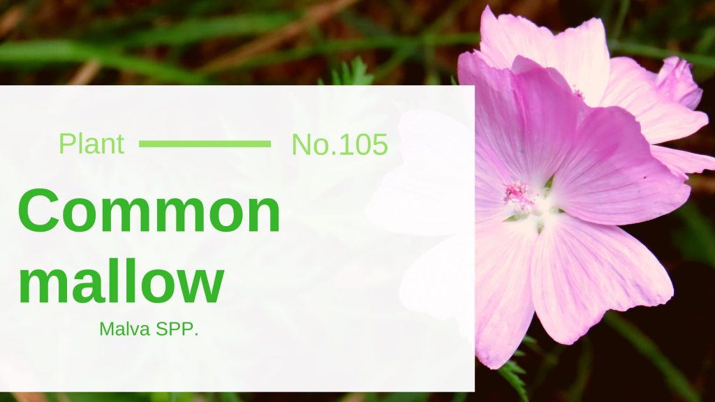 Common Mallow Malva SPP. Edible & Medicinal Uses of the Meringue of