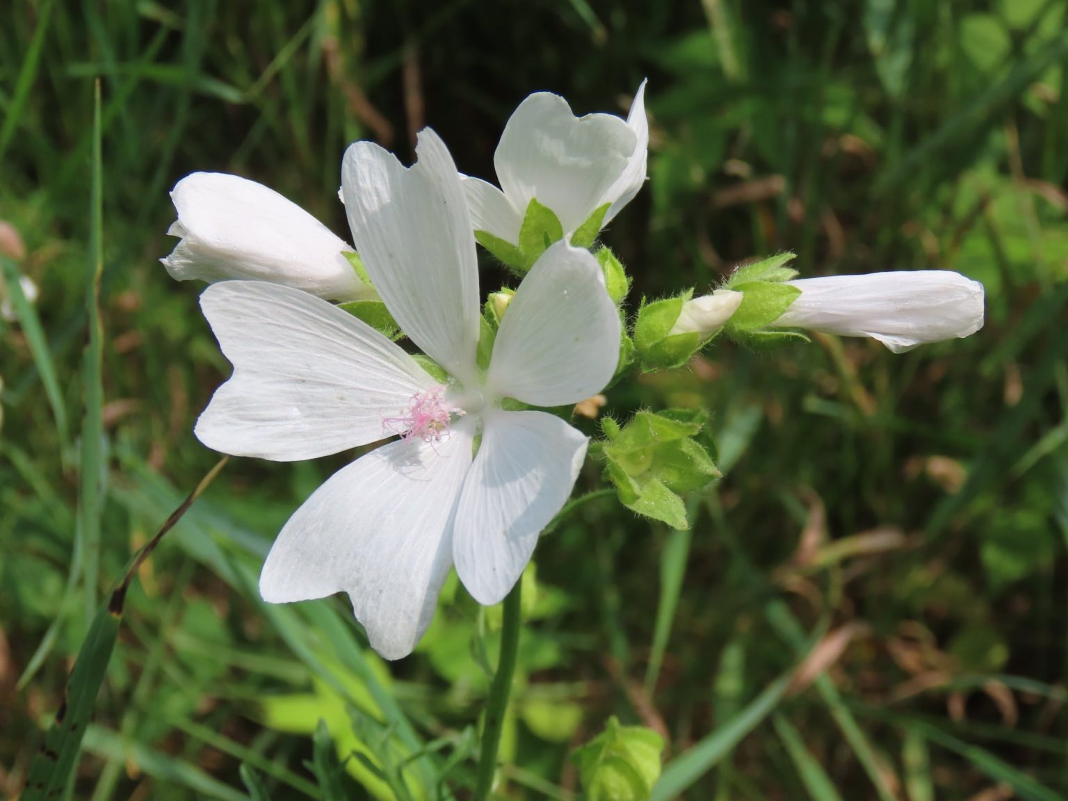 Common Mallow Malva SPP. Edible & Medicinal Uses of the Meringue of