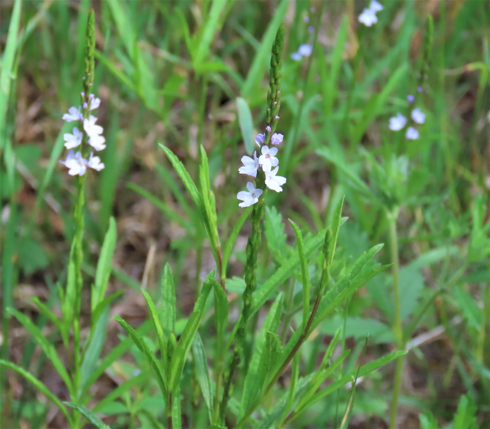 Blue Vervain Verbena Hastata Edible & Medicinal Uses of the Tranq of