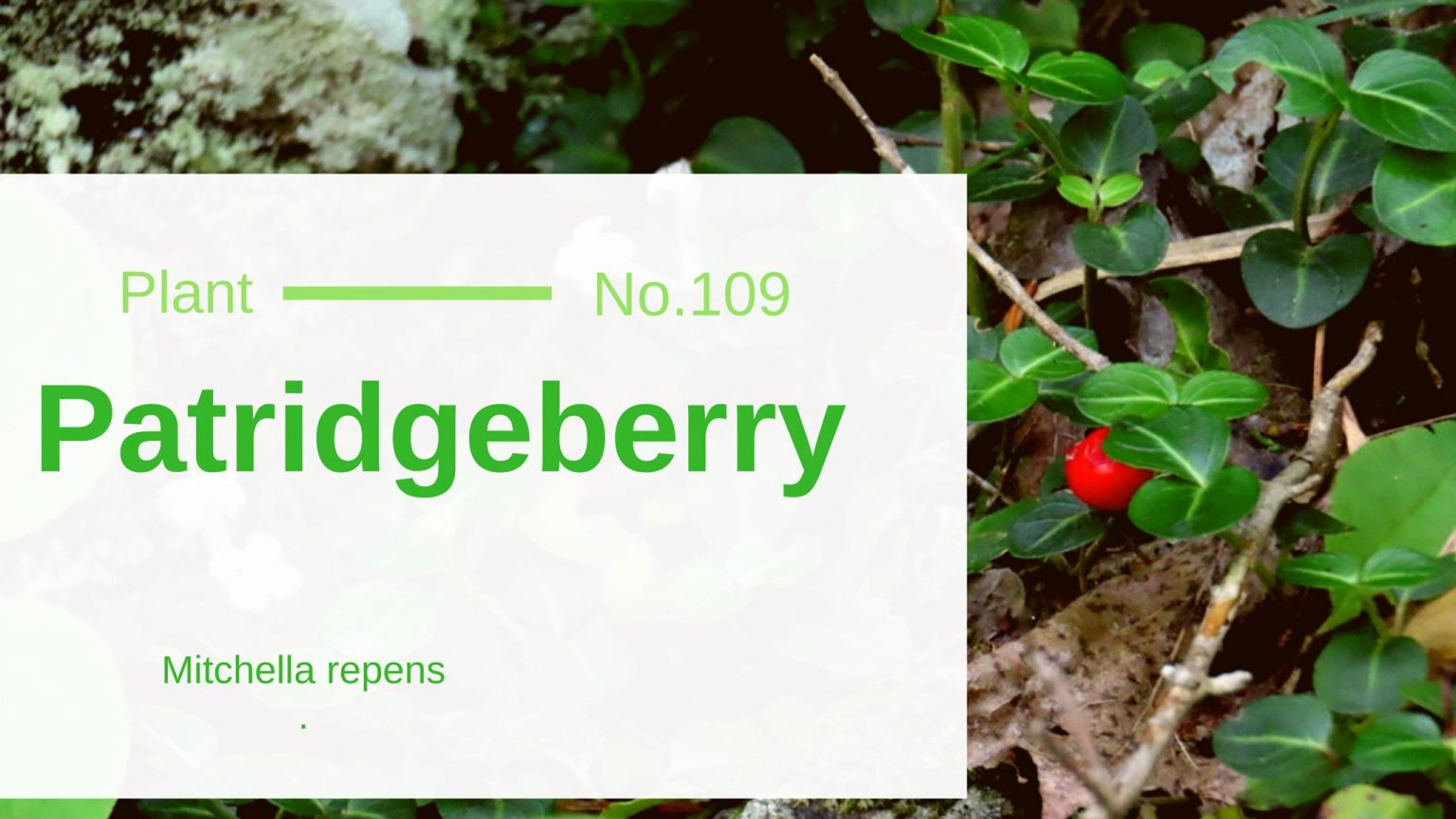 Partridgeberry Mitchella Repens Edible & Medicinal Uses of the