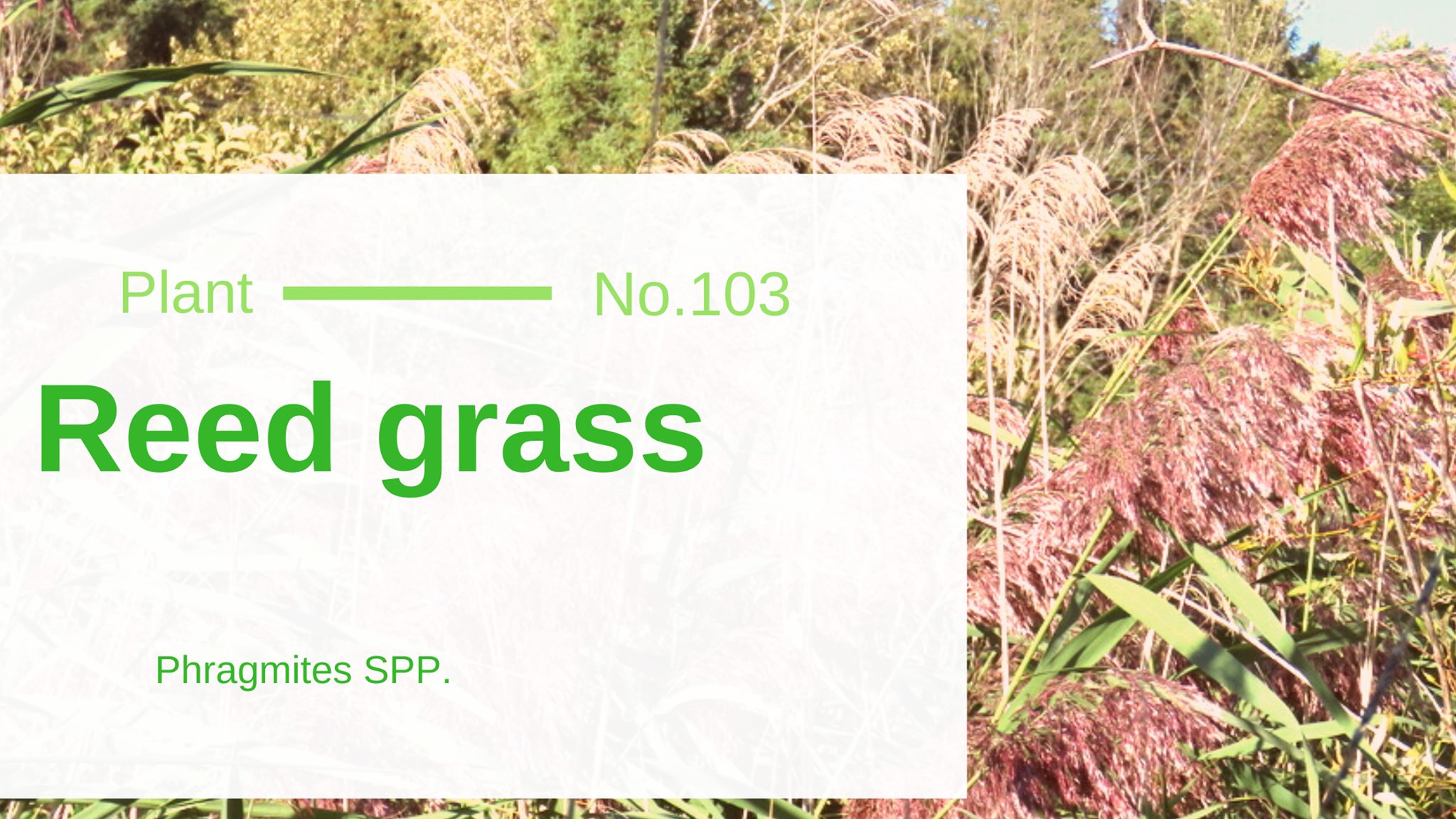 Reed Grass Phragmites SPP. Edible & Medicinal Uses of the Roasted