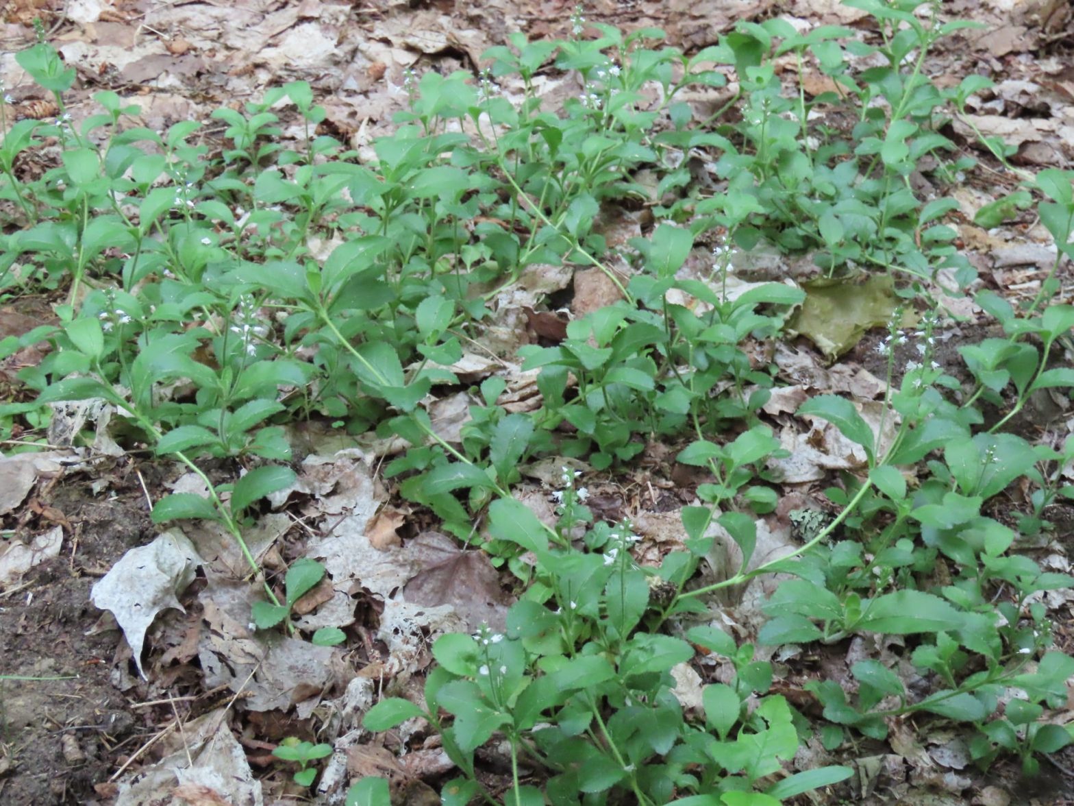 Speedwells Veronica SPP. Edible & Medicinal Uses of the Green Tea of