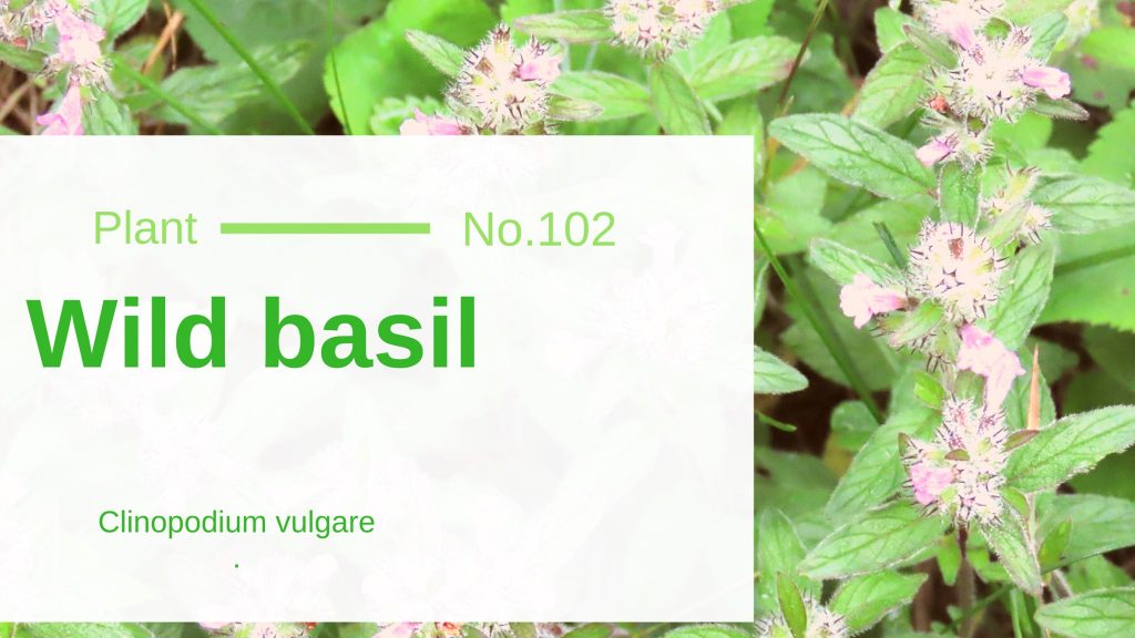 Wild Basil Clinopodium Vulgare Edible & Medicinal Uses of the