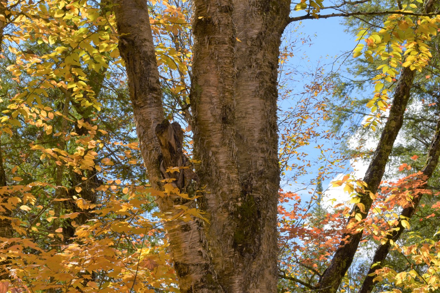 Yellow Birch Betula Alleghaniensis Edible & Medicinal Uses of the