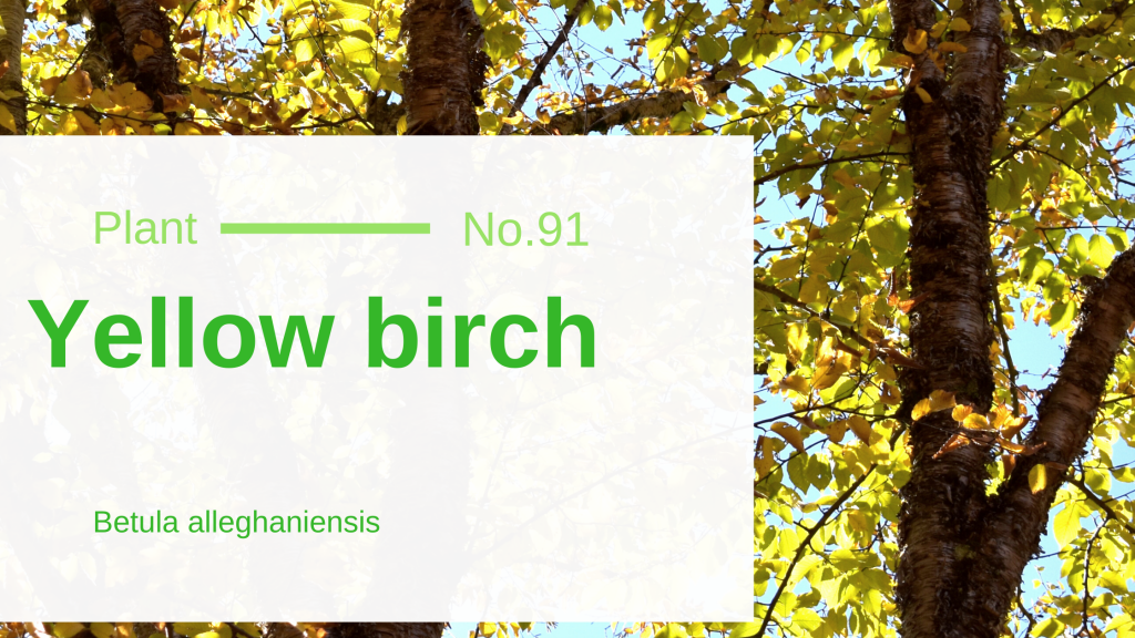 Yellow Birch Betula Alleghaniensis Edible & Medicinal Uses of the