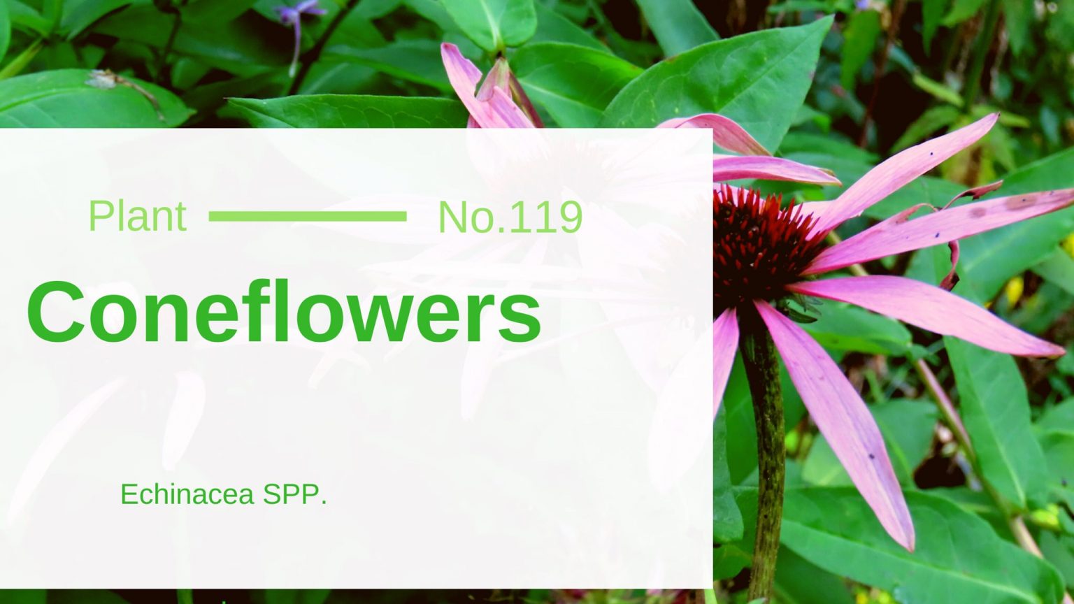 Coneflowers Echinacea SPP. Edible & Medicinal Uses of the Trendiest