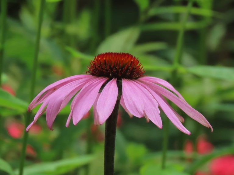 Coneflowers Echinacea SPP. Edible & Medicinal Uses of the Trendiest