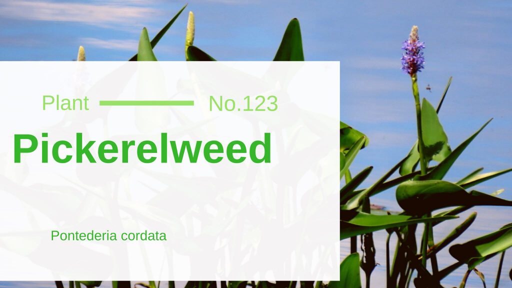 Pickerelweed Pontederia Cordata Edible & Medicinal Uses of the