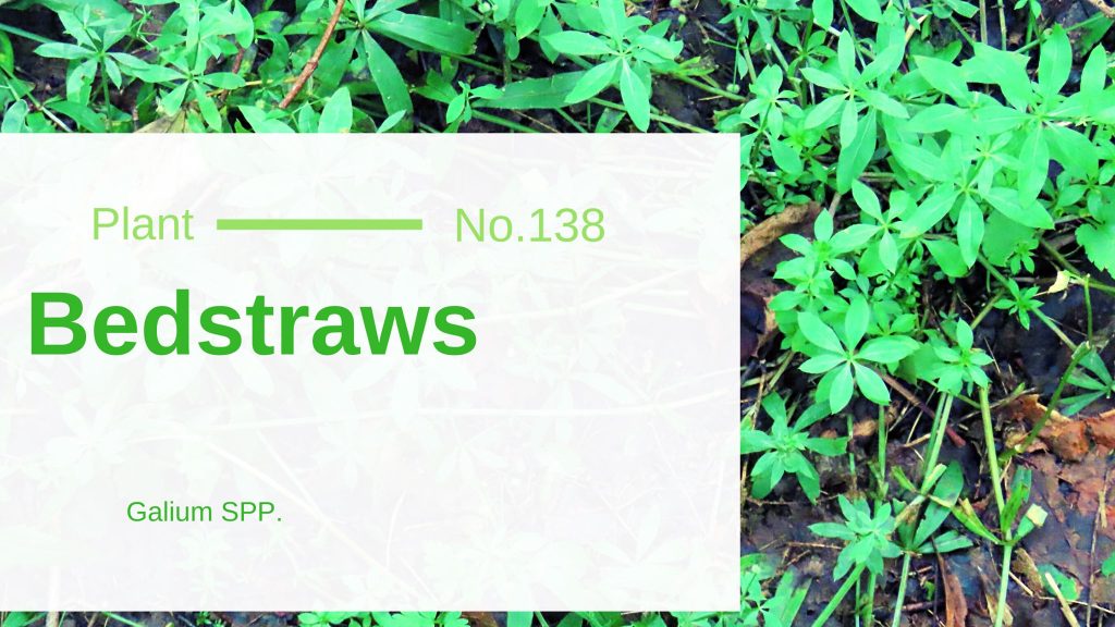 Bedstraws (Cleavers) Galium SPP. Edible & Medicinal Uses of the