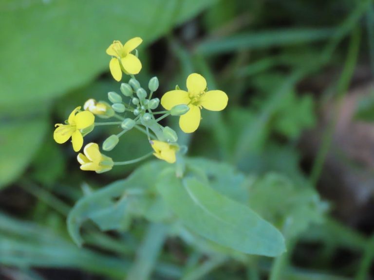 Field Mustard Brassica Rapa Edible & Medicinal Uses of the Mother Cruciferous of Wild Plants
