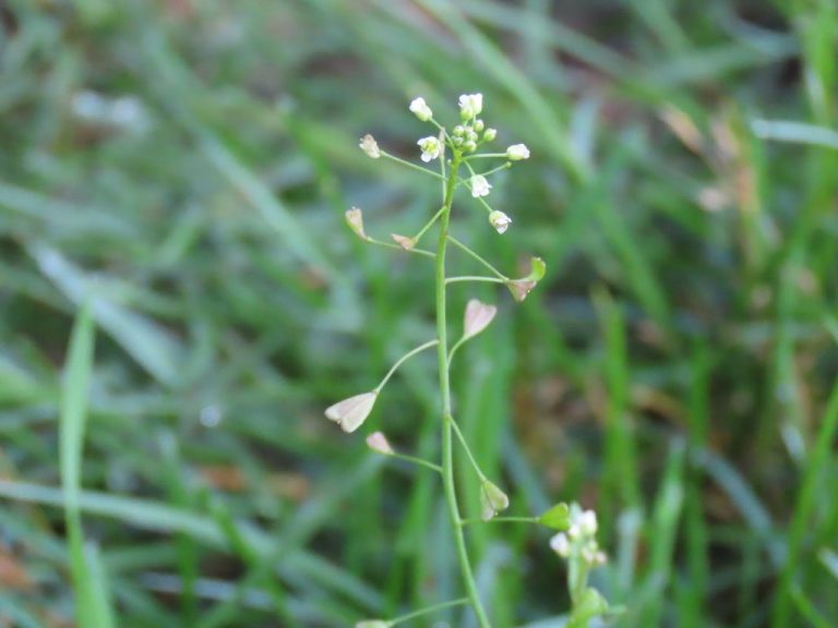 Shepherd’s Purse Capsella Bursapastoris Edible & Medicinal Uses of