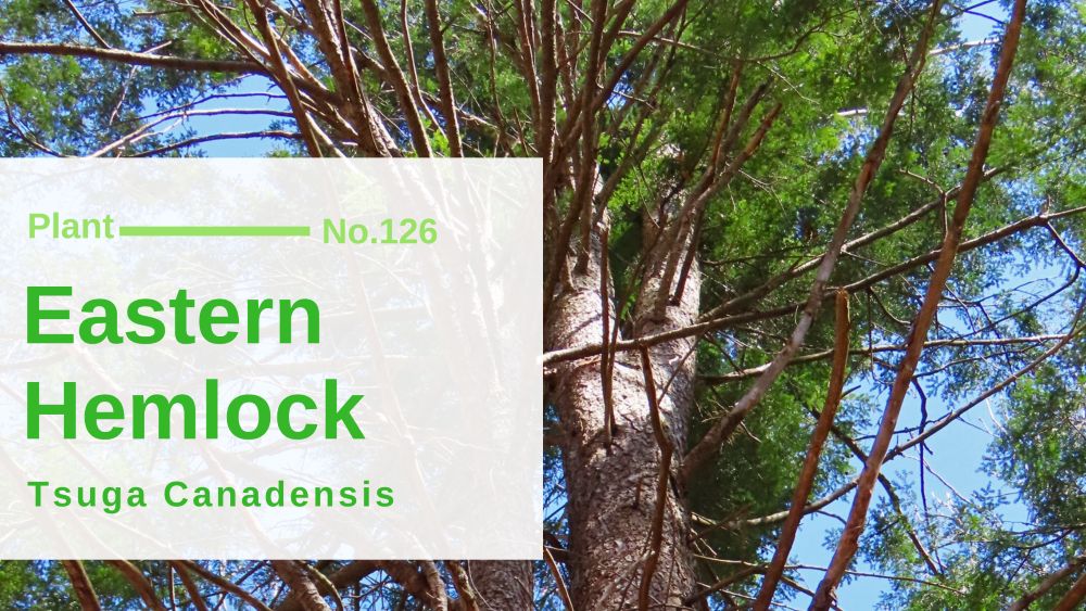 Eastern Hemlock – Tsuga Canadensis