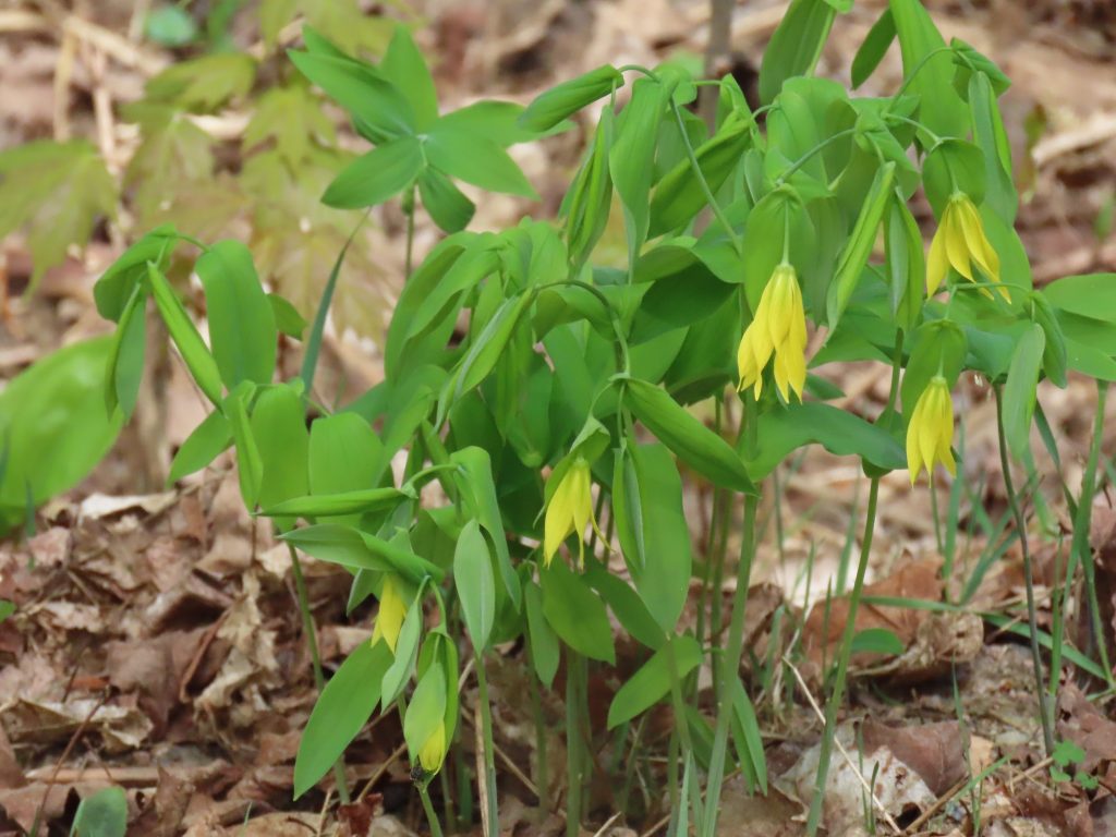 Largeflower Bellwort – Uvularia grandiflora