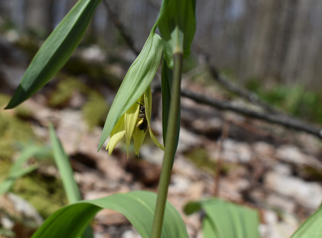 Largeflower Bellwort – Uvularia grandiflora