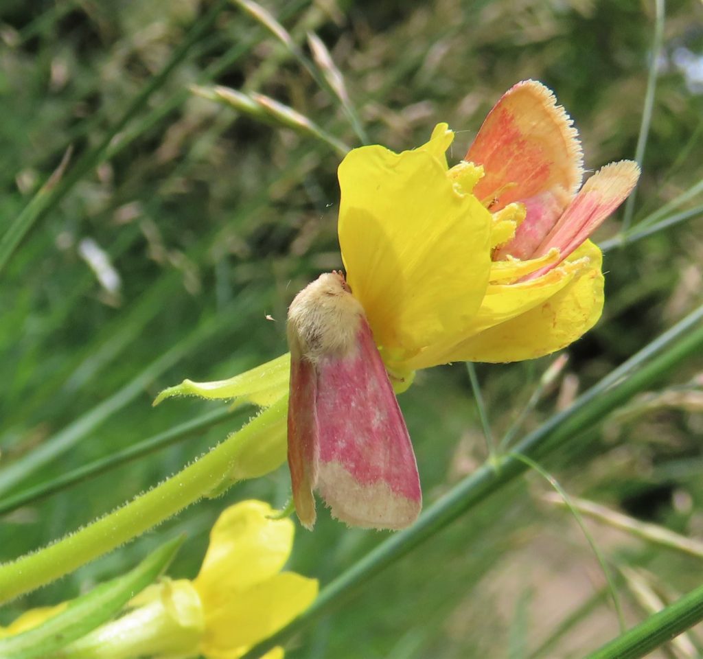 Two evening primrose moths on namesake plant