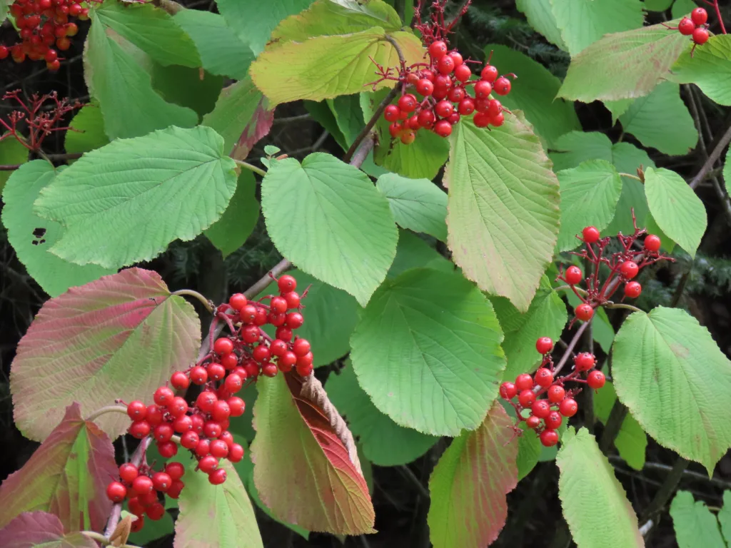 Hobblebush (Viburnum lantanoides)
