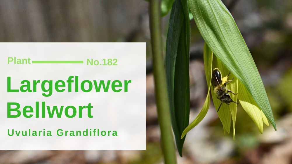 Largeflower Bellwort – Uvularia Grandiflora